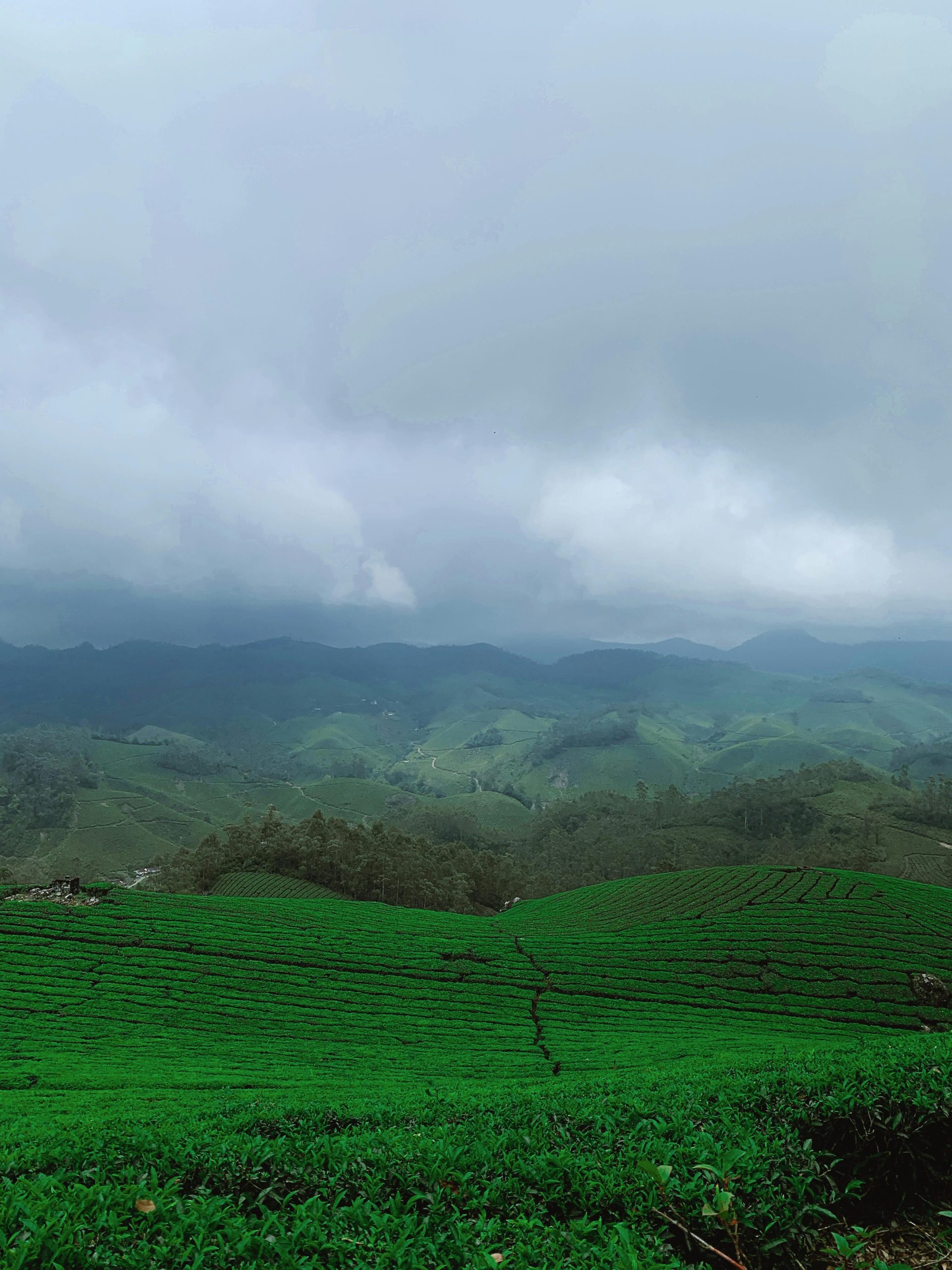 Stunning view of lush green tea plantations under dramatic skies in Munnar, India.